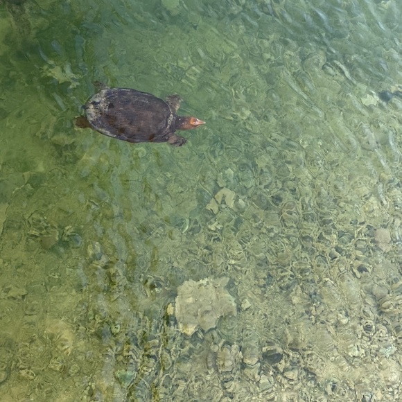 HI GUYS IM POTIT I USED POSH SIDEKICK TO SHARE MY CLOSET USED MY  REFERRAL CODE - Picture 6 of 16